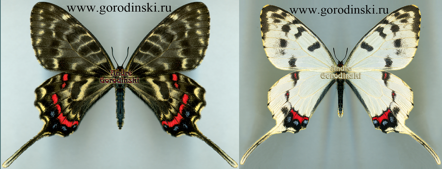 http://www.gorodinski.ru/papilionidae/Sericinus montela montela.jpg